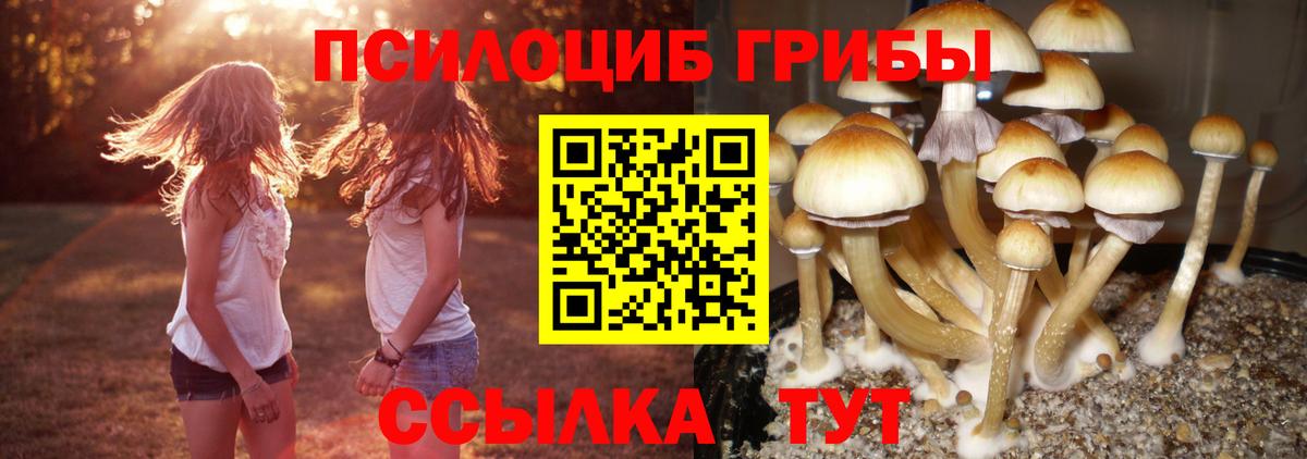 Алатырь  Псилоцибиновые грибы MAGIC MUSHROOMS  Вход с VPN 